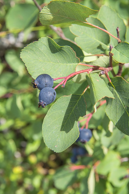 Ripe Saskatoons