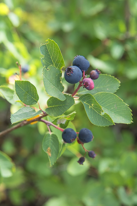 Ripe Saskatoons