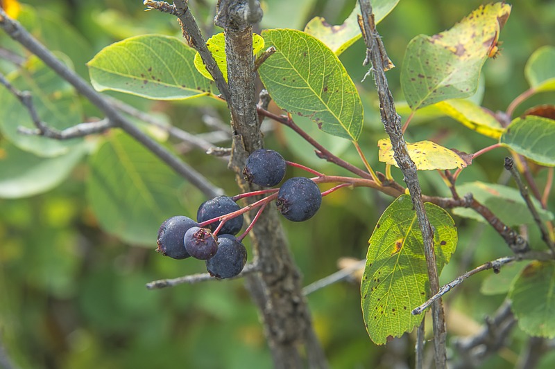 Ripe Saskatoons