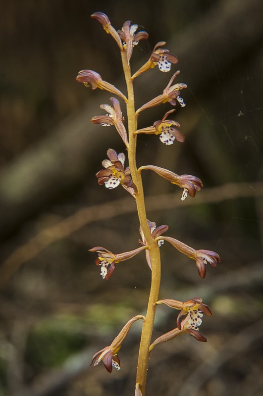 Western Spotted Coralroot (Corallorhiza maculata var. occidental