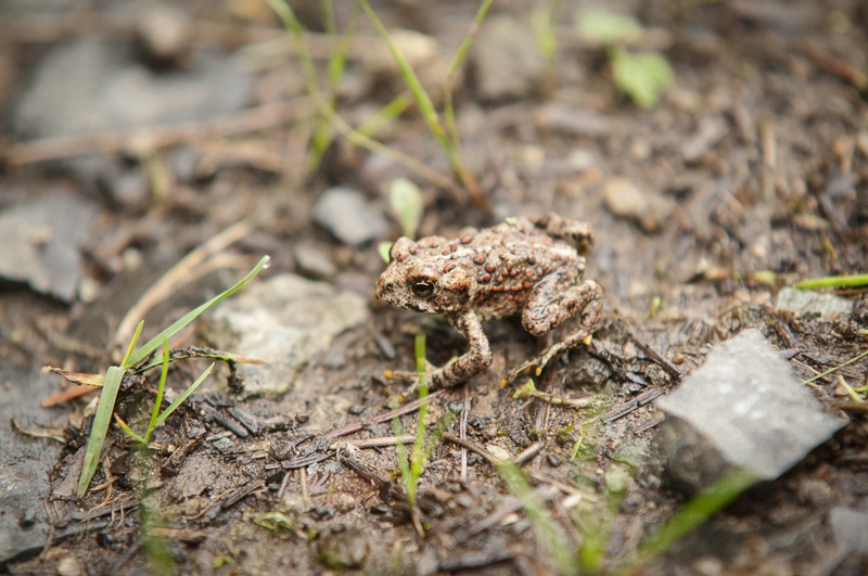 Western Toad