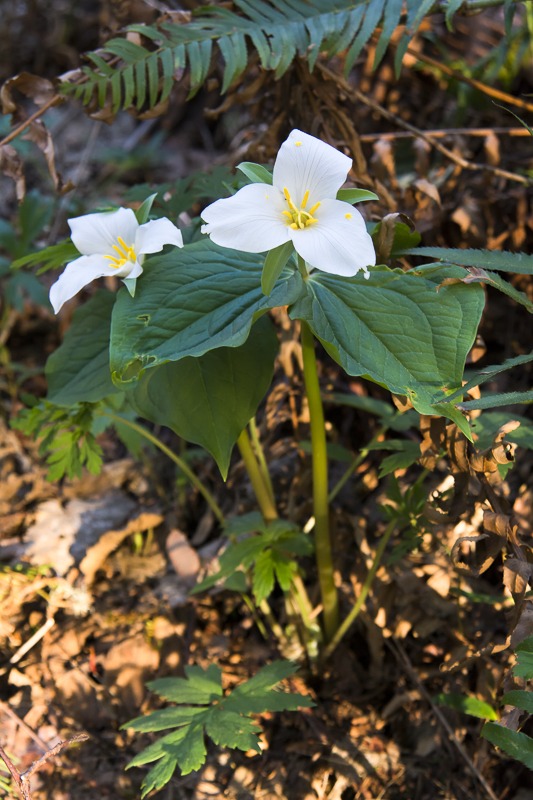 Western Trilliums