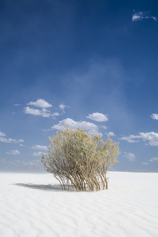 Creosote