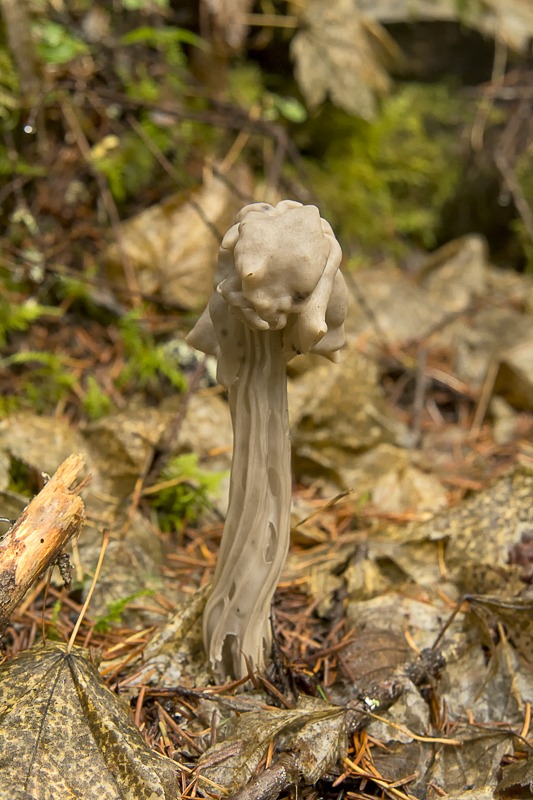 White Elfin Saddle