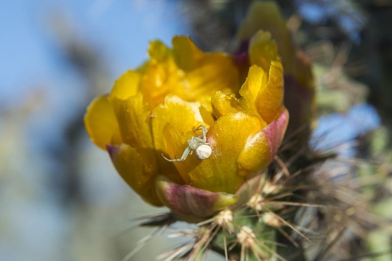 Whitebanded Crab Spider