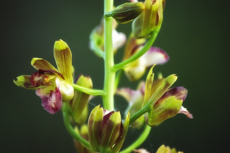 Cymbidieae - Click to Enlarge Wild Coco Orchid (Eulophia alta)