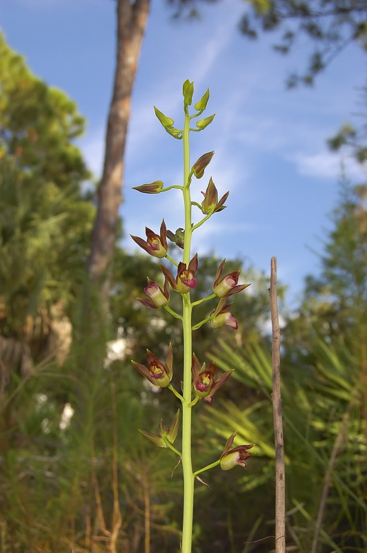 Cymbidieae - Click to Enlarge Wild Coco Orchid (Eulophia alta)