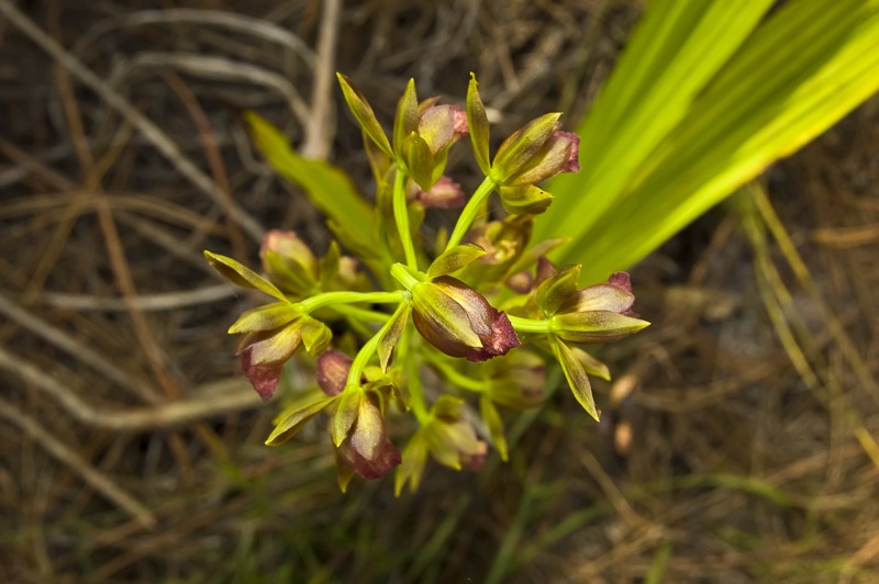 Cymbidieae - Click to Enlarge Wild Coco Orchid (Eulophia alta)