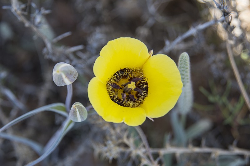 Yellow Desert Mariposa