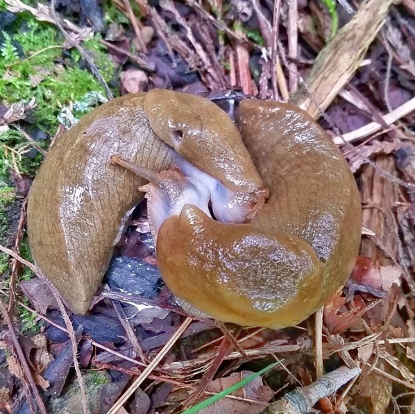 slugs