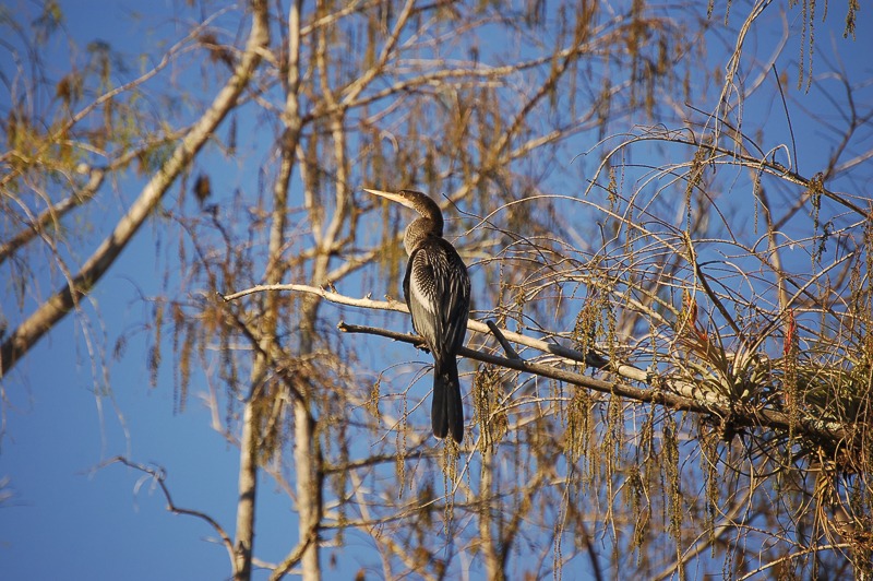 Anhinga