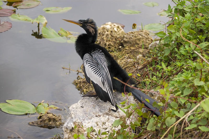 Anhinga