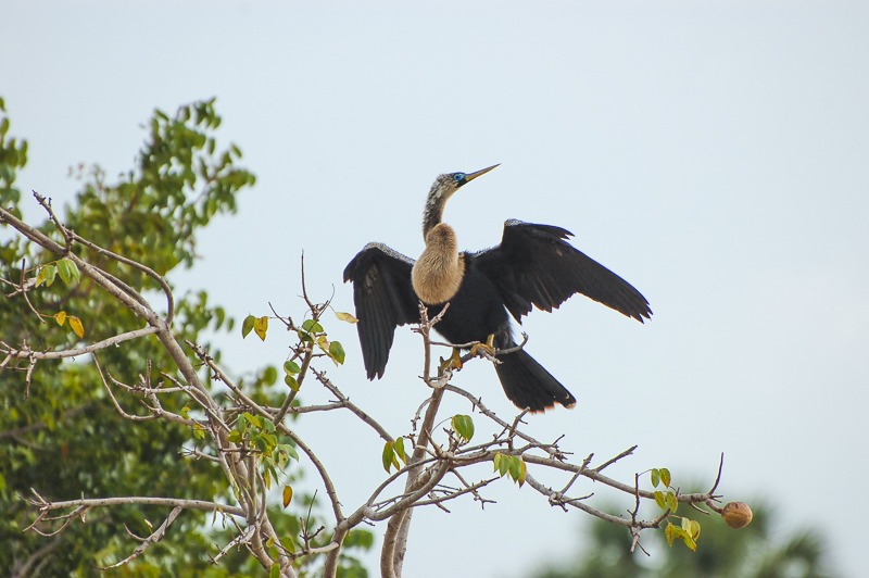 Anhinga