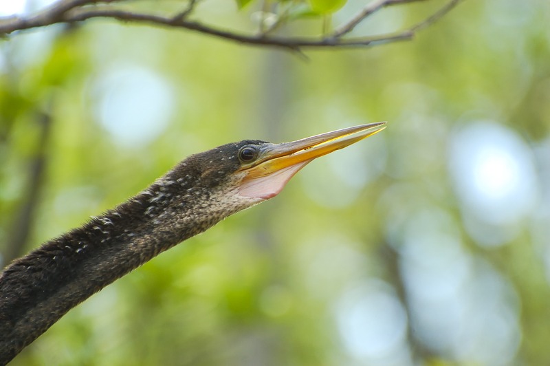 Anhinga