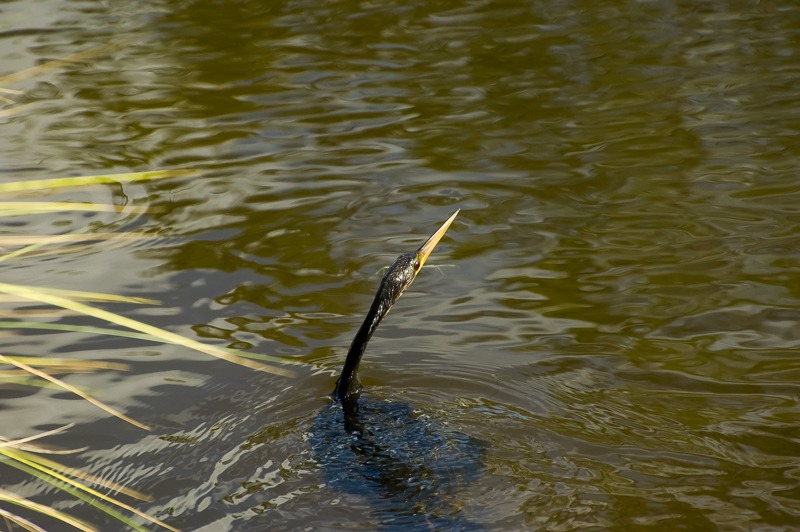 Anhinga