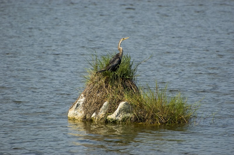 Anhinga