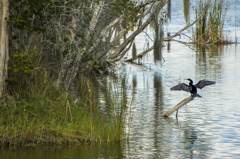 Anhinga