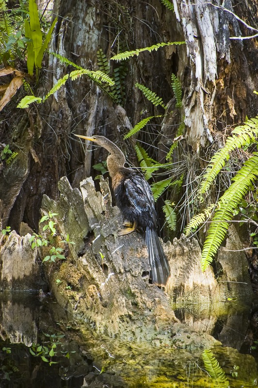 Anhinga