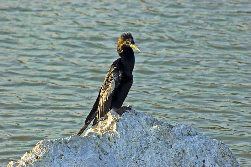 Anhinga