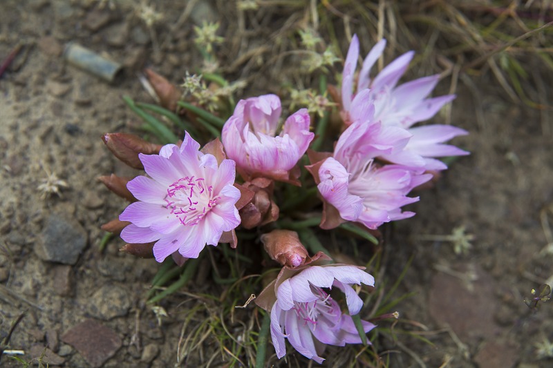 Bitterroot