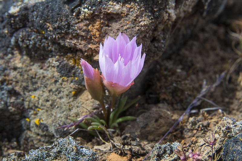 Bitterroot