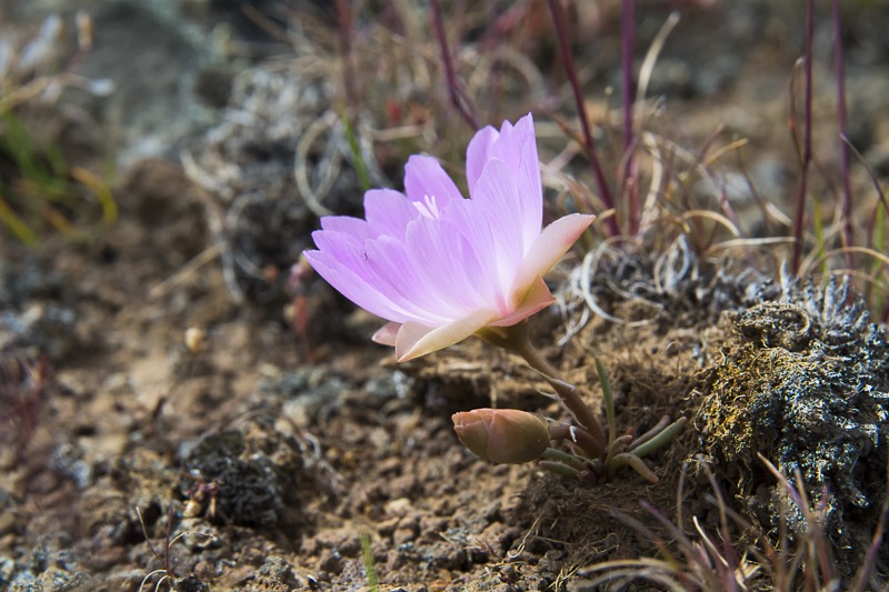 Bitterroot