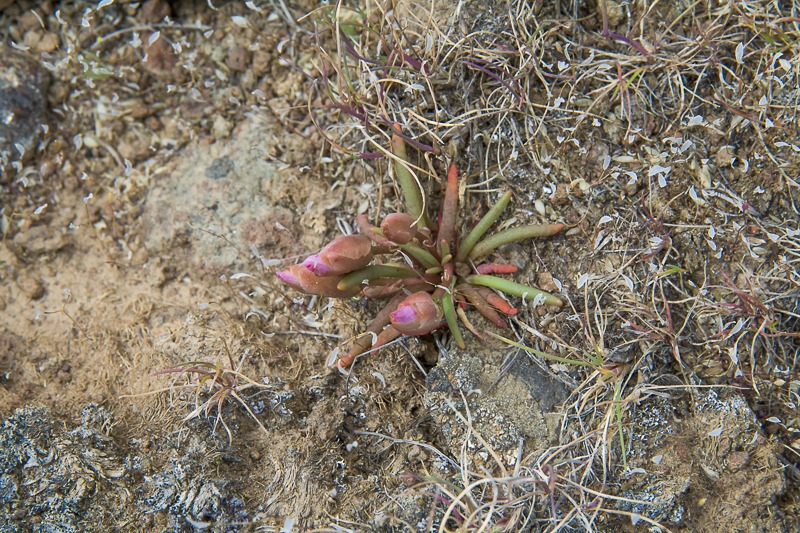 Bitterroot