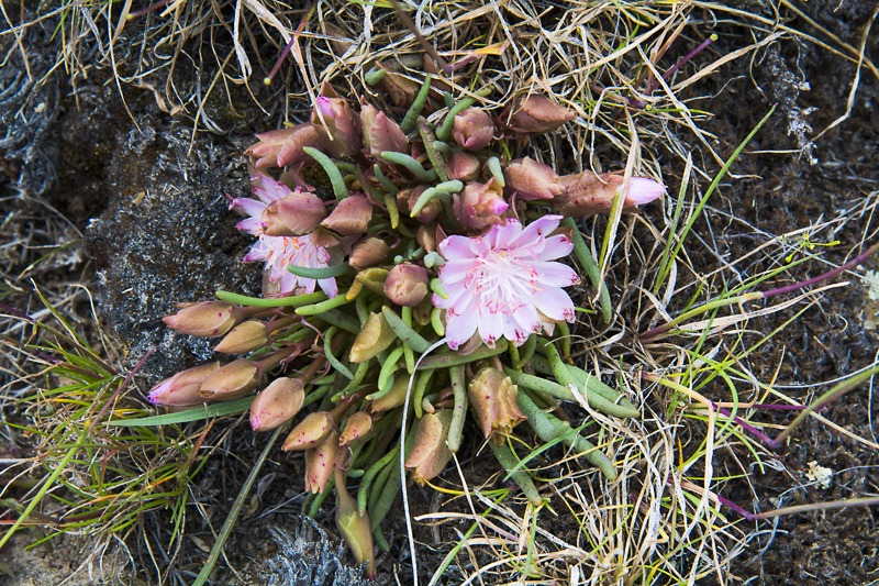 Bitterroot