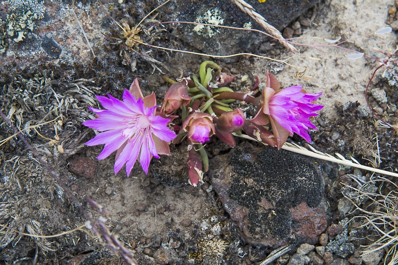 Bitterroot