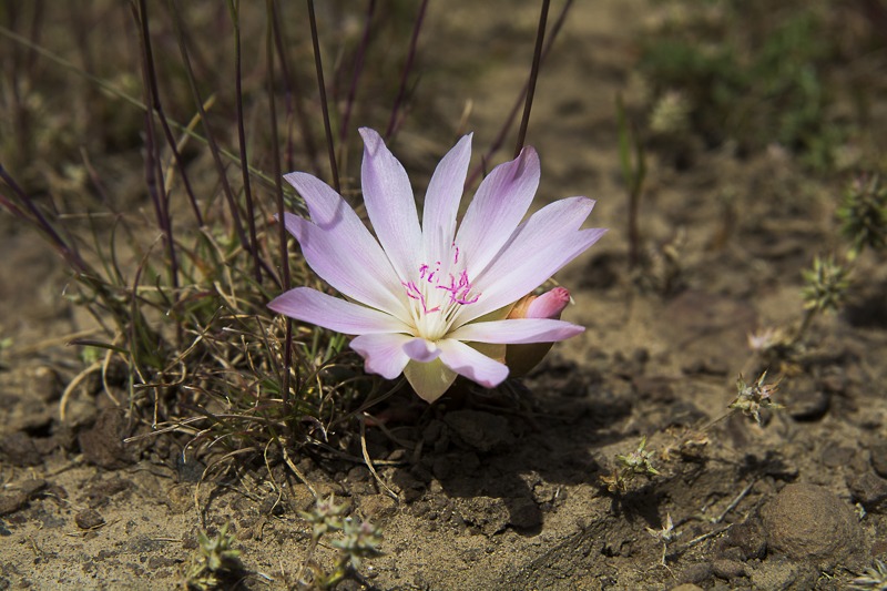 Bitterroot