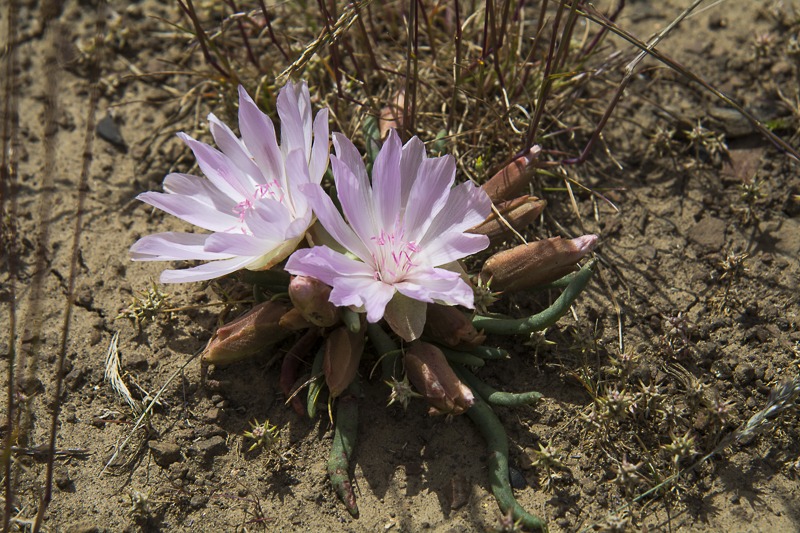 Bitterroot