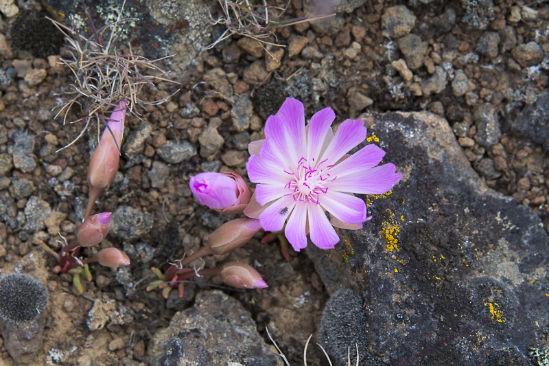 Bitterroot
