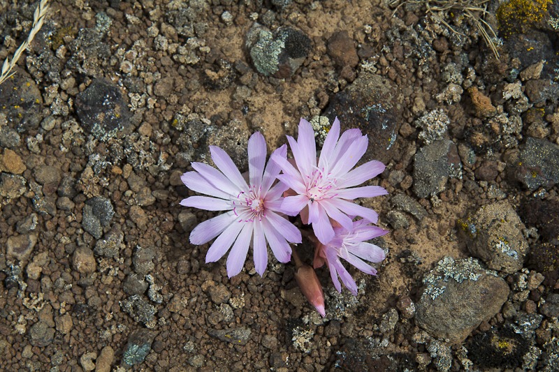 Bitterroot