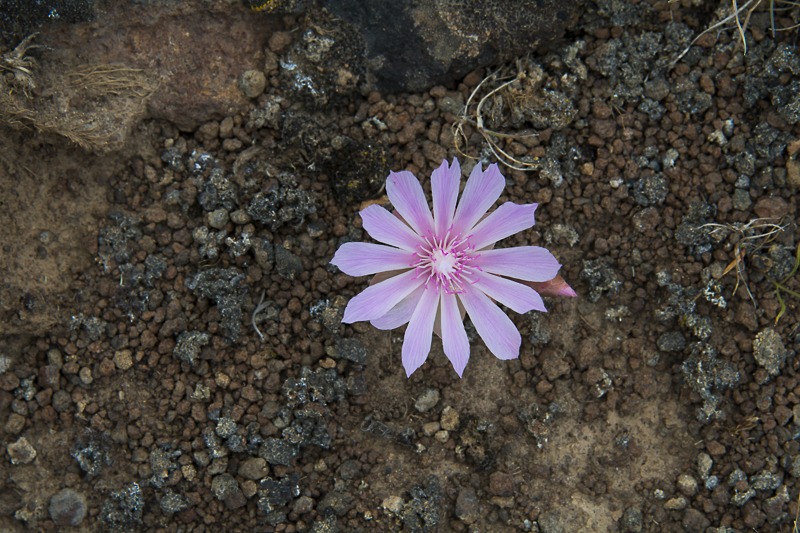 Bitterroot