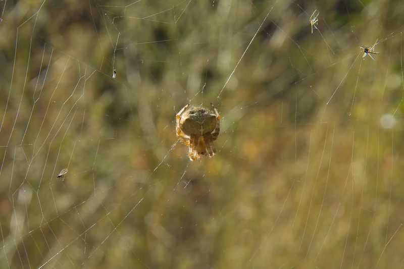 Cat-Faced Spider