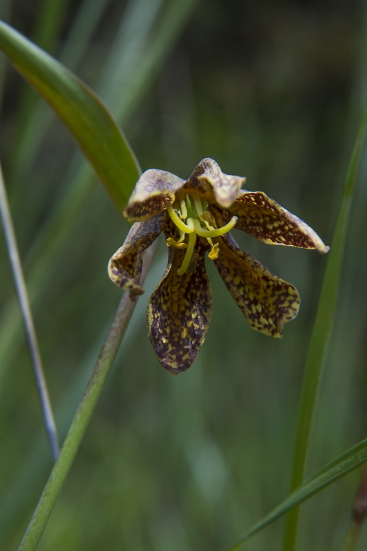 Springtime Chocolate Lilies