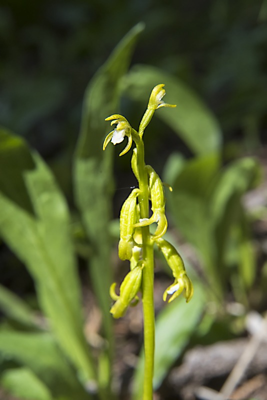Yellow Coralroot (Corallorhiza trifida)