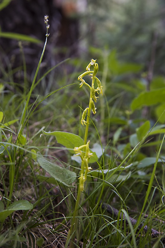 Yellow Coralroot (Corallorhiza trifida)
