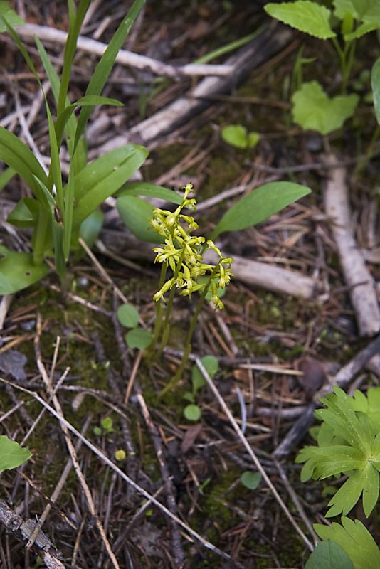 Yellow Coralroot (Corallorhiza trifida)
