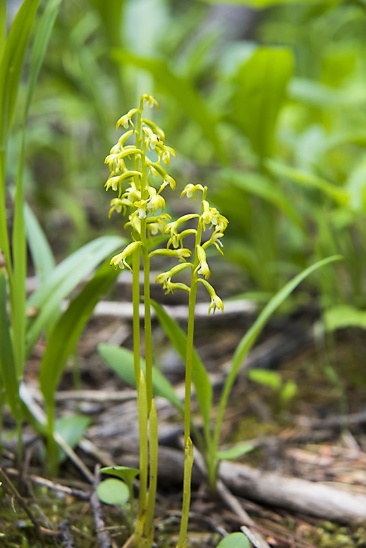 Yellow Coralroot (Corallorhiza trifida)