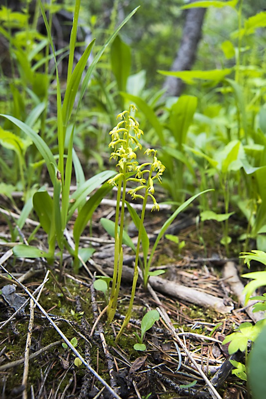 Yellow Coralroot (Corallorhiza trifida)