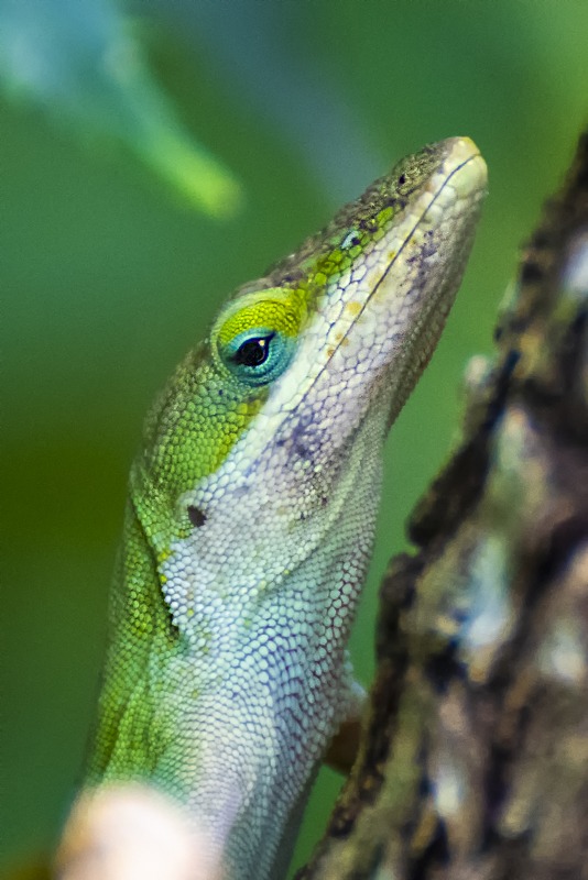 Green Anole