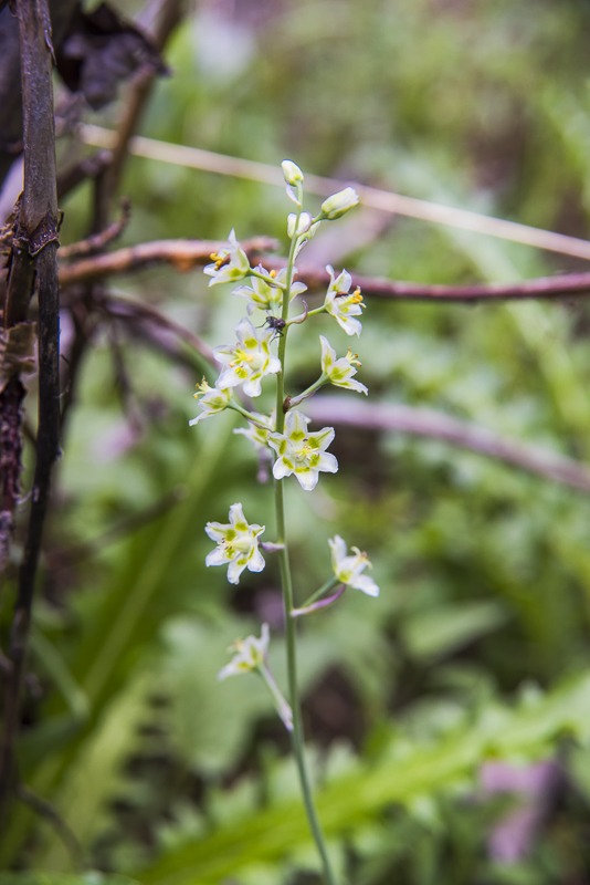 https://leightonphotography.photoshelter.com/gallery-image/Melanthiaceae-Trillium-and-Death-Camas-Family/G0000sl8Ovwa7xNY/I0000guUkr5QfVy8/C0000ZNETjLf5pBw