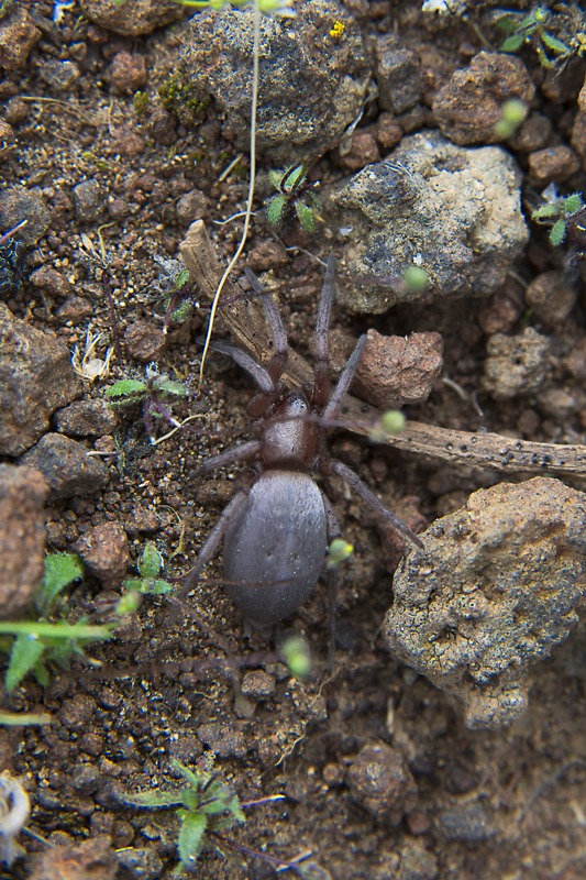 Mouse Spider