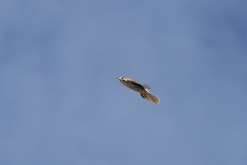 Prairie Falcon