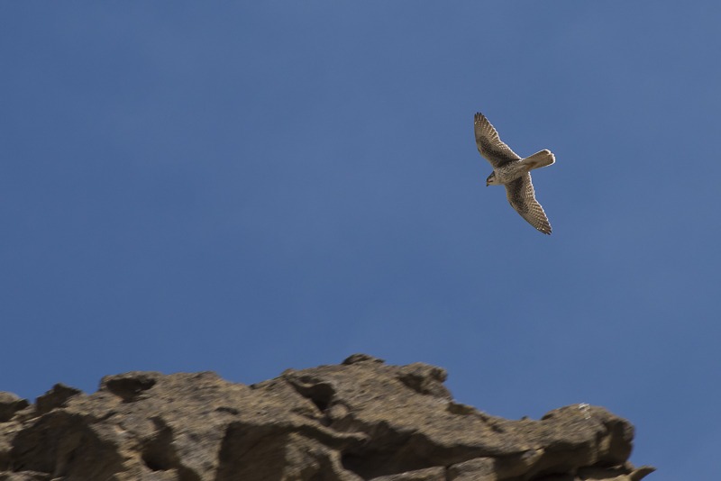 Prairie Falcon