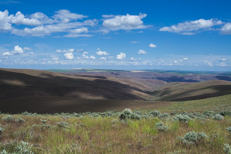 Sagebrush Country