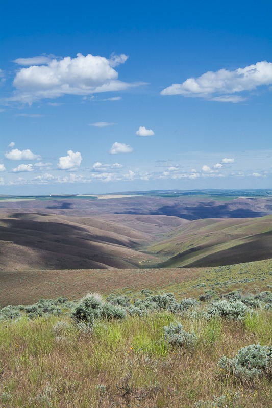 Sagebrush Country