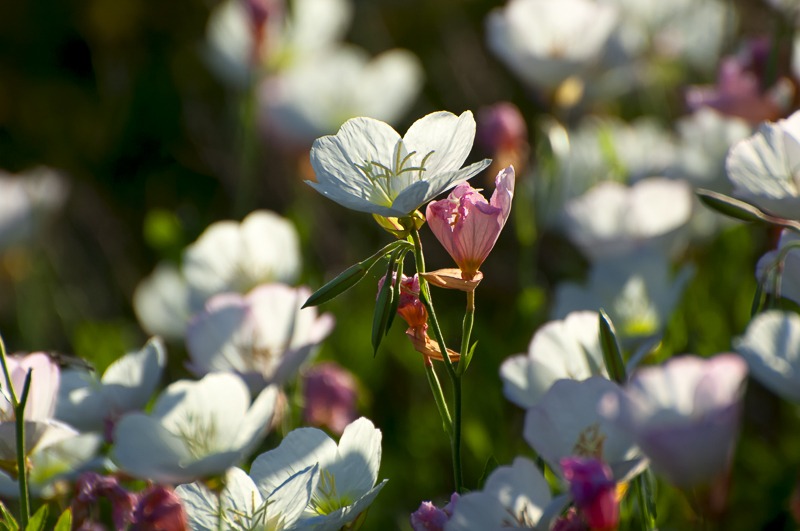 Showy Evening Primrose