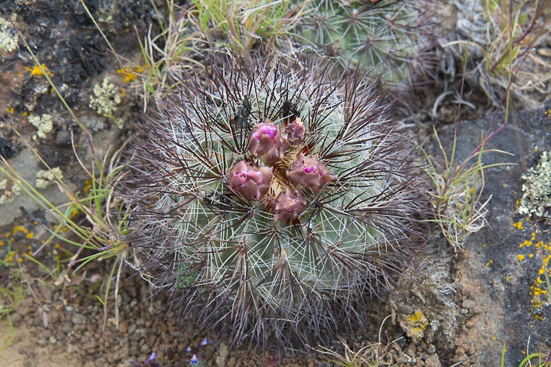 Snowball Cactus